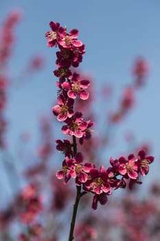 Beautiful flowering Japanese cherry - Sakura