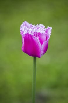 Beautiful pink tulip with green bokeh background

