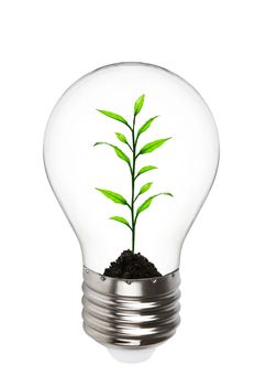 plant growing inside the light bulb
