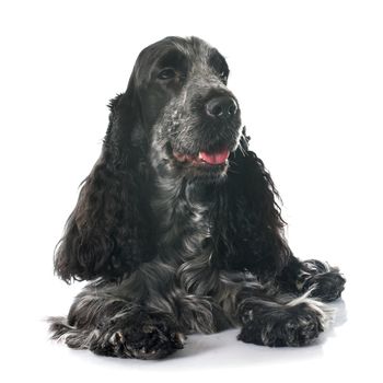 portrait of a  purebred english cocker in a studio