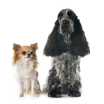 portrait of a  purebred english cocker and chihuahua in a studio