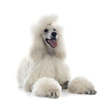 white Standard Poodle in front of white background