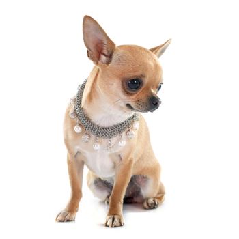 young chihuahua in front of white background