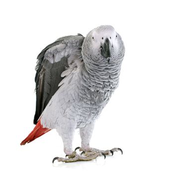 African grey parrot in front of white background