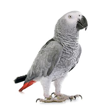 African grey parrot in front of white background