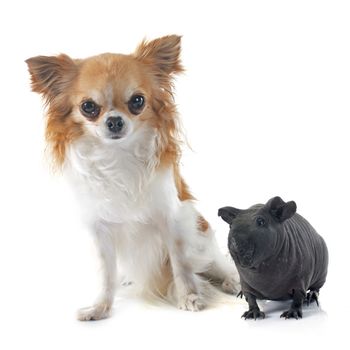 Hairless Guinea Pig and chihuahua in front of white background