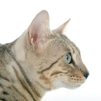 bengal cat silver in front of white background