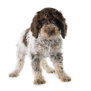 lagotto romagnolo in front of white background