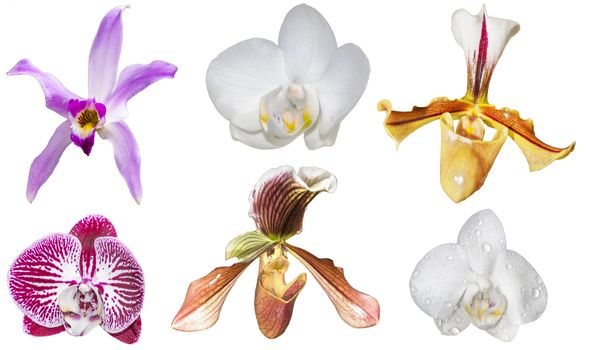 Collection of orchid flowers