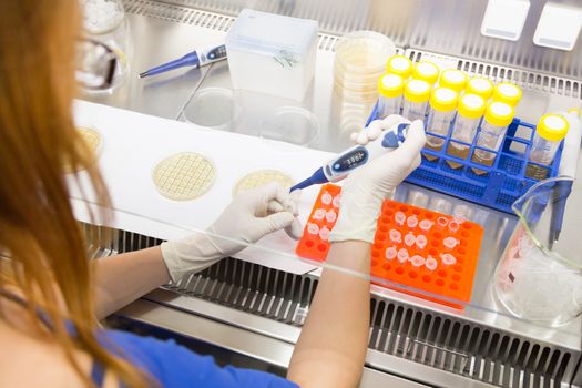 Female scientist researching in laboratory, pipetting cell culture samples on LB agar medium in laminar flow. Life science professional grafting bacteria in the petri dishes. 