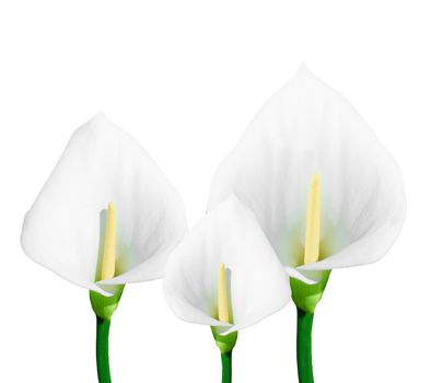 calla lily isolated on white background