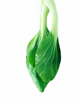 Chinese cabbage isolated