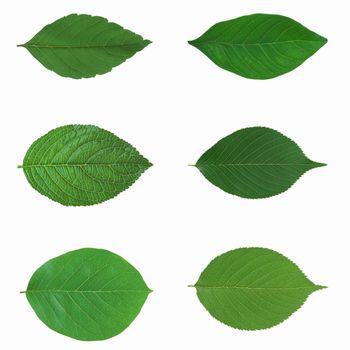 Green leaf isolated