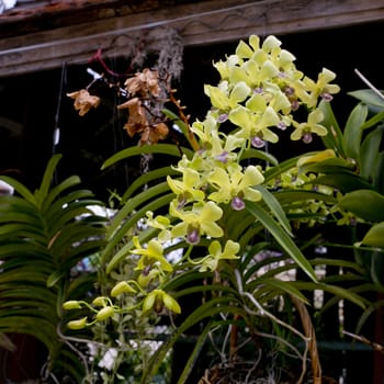 green orchid