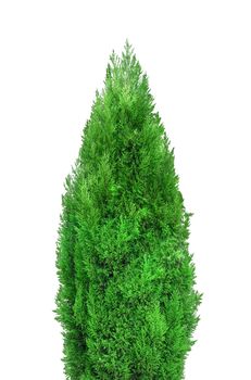 green tree isolated on white