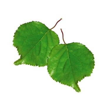 two fresh green leafs isolated