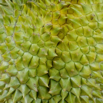 close up of the durian skin
