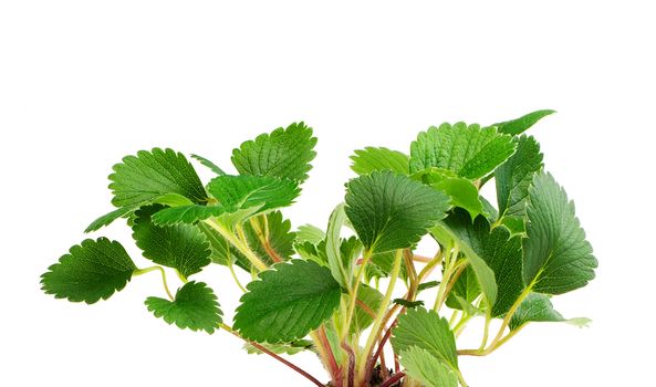 Strawberry leaf isolated on white background