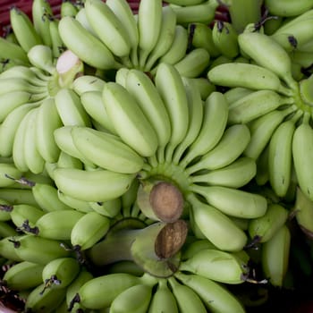 Green banana bundle in basket ready to sell