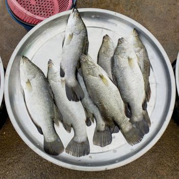 Fresh fishes at the fish market