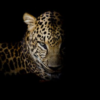 Leopard portrait isolate on black background