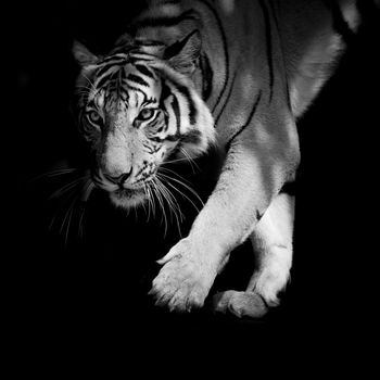 black & white tiger walking step by step isolated on black background
