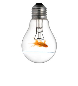 Gold small fish in light bulb on a white background