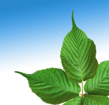 Green leaves isolated on white background