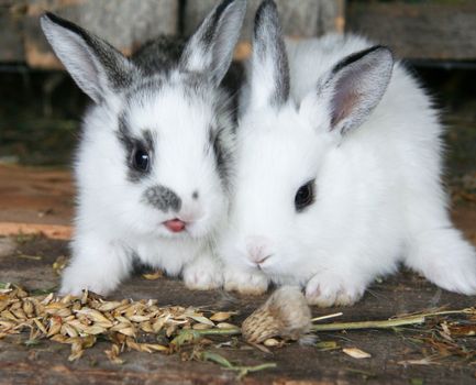Feeding rabbits on animal farm in rabbit-hutch