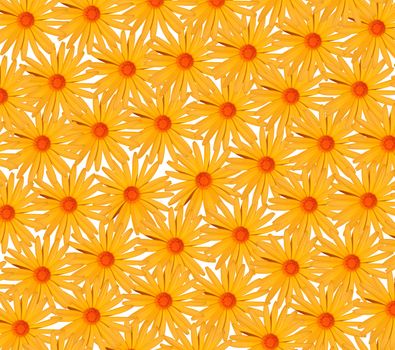 yellow flower  background