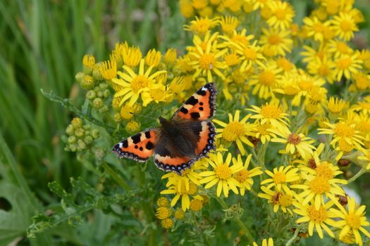 A very colourful Small Tortoiseshell butterfly, Aglais urticae, of the family Nymphalidae, sitting on the bright yellow flowers of the Ragwort plant, jacobaea vulgaris, or senecio jacobaea.  The Eurasian butterfly the Small Tortoiseshell has bright orange  wings which are surrounded by bright blue dots on the lower edges.  On the upper edge there are brown and lemon coloured bands.  The Ragwort although used by butterflies are very poisonous to livestock such as horses and cattle.  The Ragwort plant is also known by many other names: tansy ragwort, benweed, stinking nanny, cankerwort, stammerwort and cushag are but a few.  Photographed on a beach walk from Hopeman to Lossiemouth, Moray, Grampian, Scotland