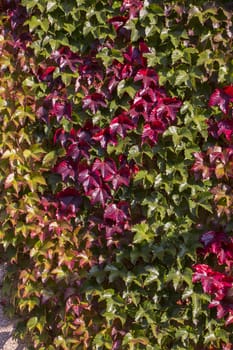 Red autumn leaves on a wall, background