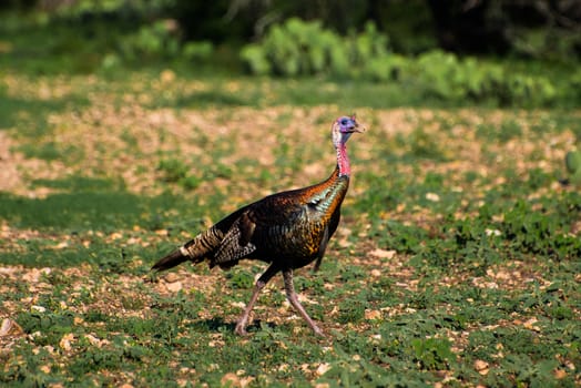 South Texas Rio Grande Turkey walking to the right
