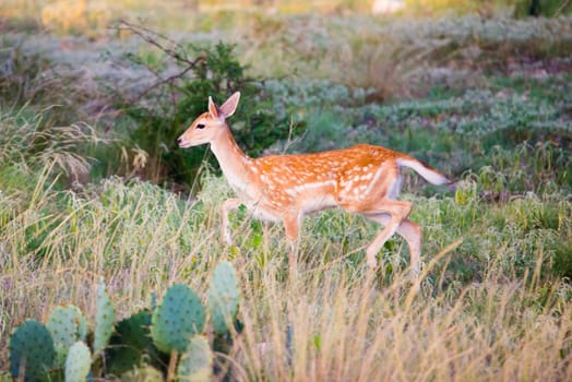 Spotted fallow fawn walking through tall grass