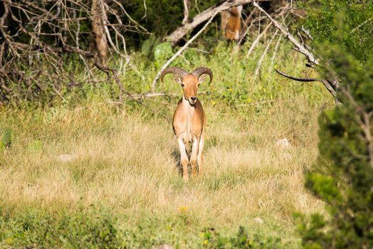 A single Aoudad sheep standing in the middle of a field