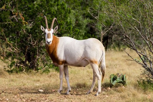 Broadside view of a Scimitar Horned Oryx facing the camera