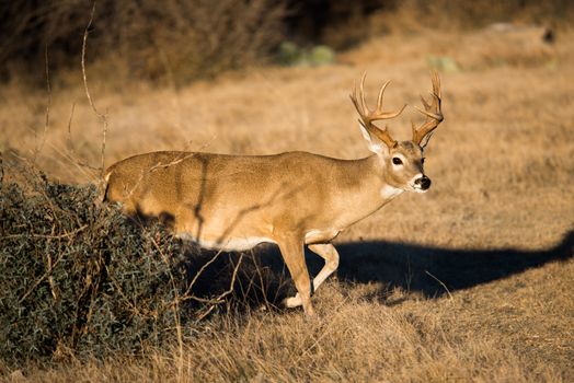 South Texas Whitetail Buck emerging from the brush