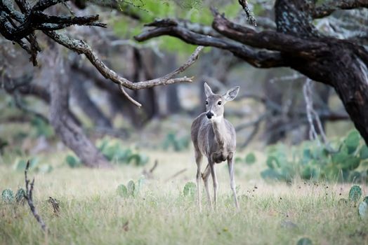 South Texas whitetail doe in the woods on a ranch