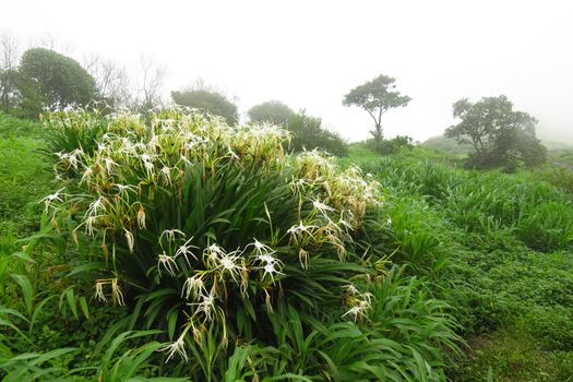 A view of the exotic tropical vegetation in the clouds on the top of a forest hill during the monsoons in India.                               