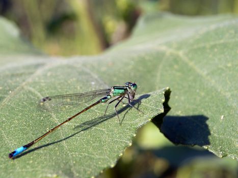 Blue damselfly (Ischnura elegans) take the prey.