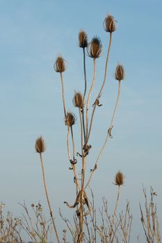 The dipsacus laciniatus roadside ditches, fallow plants.