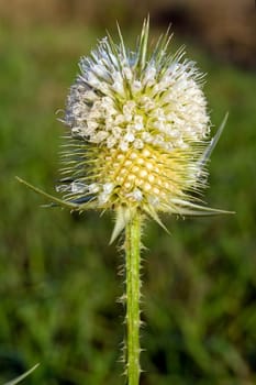 The dipsacus laciniatus roadside ditches, fallow plants.