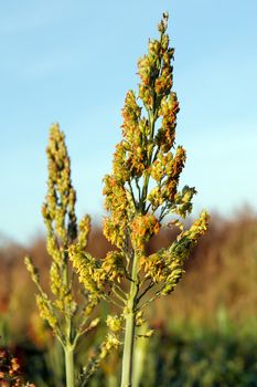 The sweet sorghum (Sorghum dochna provar) fodder crops.