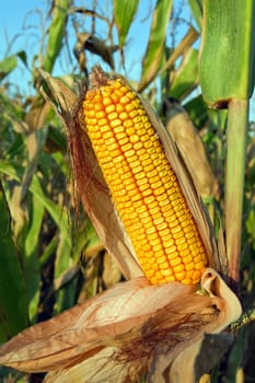 Prior to harvest corn on the cob.