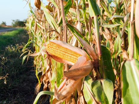 Prior to harvest corn on the cob.