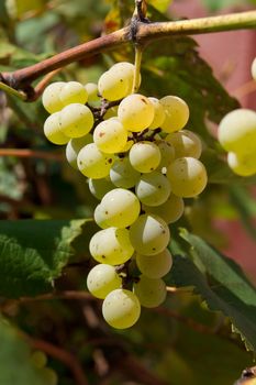 In the autumn the grapes ripen cluster.