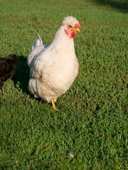 The dwarf tufted hens in the garden.