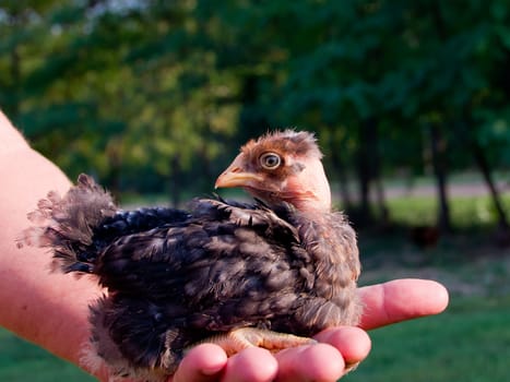 Confidential chick in hand is not afraid.