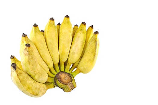 Pisang Awak banana, Namwa banana, Cultivate banana on isolate white background