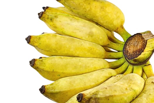 Pisang Awak banana, Kluai Nam Wa, Cultivate banana on white background